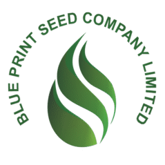 Blue print seed Company Limited